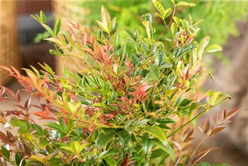 Heiliger Bambus - Nandina domestica