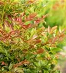 Heiliger Bambus - Nandina domestica