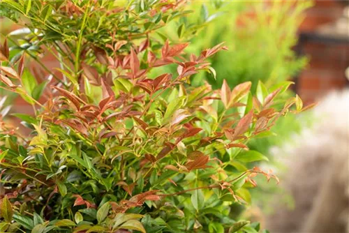 Heiliger Bambus - Nandina domestica