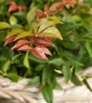 Heiliger Bambus - Nandina domestica