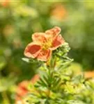 Fingerstrauch 'Red Ace' - Potentilla 'Red Ace'