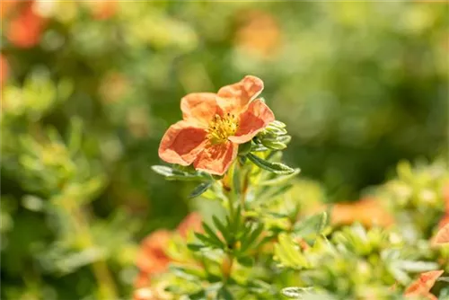 Fingerstrauch 'Red Ace' - Potentilla 'Red Ace'