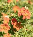 Fingerstrauch 'Red Ace' - Potentilla 'Red Ace'