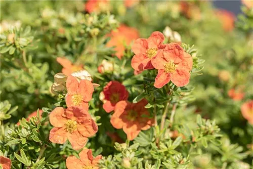 Fingerstrauch 'Red Ace' - Potentilla 'Red Ace'