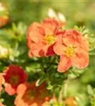 Fingerstrauch 'Red Ace' - Potentilla 'Red Ace'