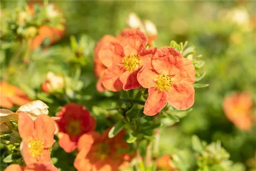 Fingerstrauch 'Red Ace' - Potentilla 'Red Ace'