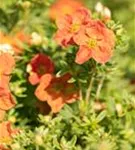 Fingerstrauch 'Red Ace' - Potentilla 'Red Ace'