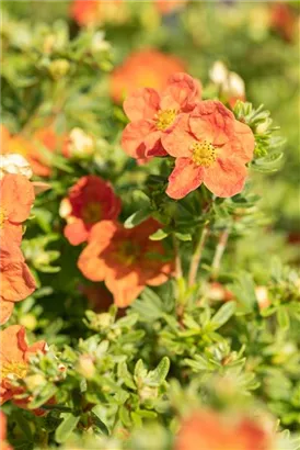 Fingerstrauch 'Red Ace' - Potentilla 'Red Ace'