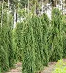 Serbische Hängefichte - Picea omorika 'Pendula'