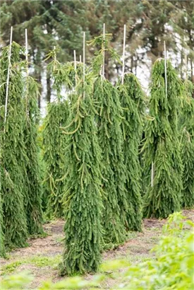 Serbische Hängefichte - Picea omorika 'Pendula'