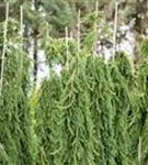 Serbische Hängefichte - Picea omorika 'Pendula'