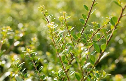 Niedriger Berg-Ilex - Ilex crenata 'Stokes' - Heckenpflanzen