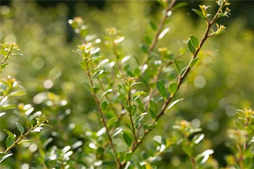 Niedriger Berg-Ilex - Ilex crenata 'Stokes' - Heckenpflanzen