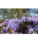 Rhododendron russatum 'Gletschernacht' - Rhododendron russatum 'Gletschernacht'