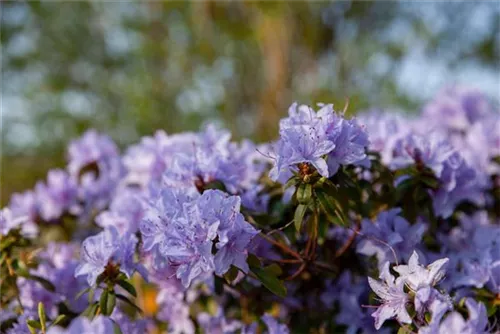 Rhododendron russatum 'Gletschernacht' - Rhododendron russatum 'Gletschernacht'