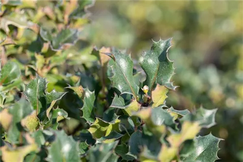 Stechpalme 'Blue Angel' -R- - Ilex meserveae 'Blue Angel' -R-