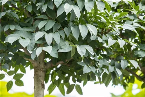 Blumenesche 'Mecsek' - Fraxinus ornus 'Mecsek'