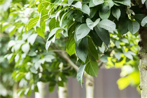 Blumenesche 'Mecsek' - Fraxinus ornus 'Mecsek'