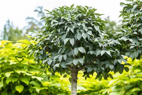 Blumenesche 'Mecsek' - Fraxinus ornus 'Mecsek'