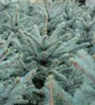 Blaufichte 'Fat Albert' - Picea pungens 'Fat Albert'