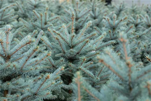 Blaufichte 'Fat Albert' - Picea pungens 'Fat Albert'