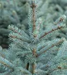 Blaufichte 'Fat Albert' - Picea pungens 'Fat Albert'