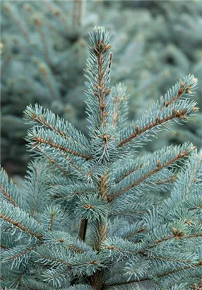 Blaufichte 'Fat Albert' - Picea pungens 'Fat Albert'