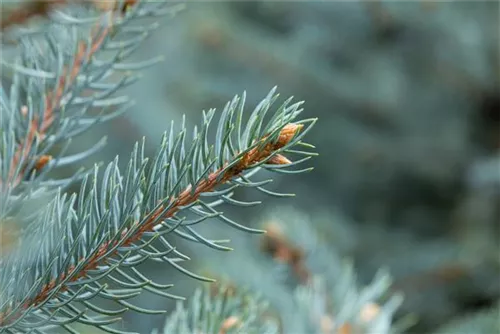 Blaufichte 'Fat Albert' - Picea pungens 'Fat Albert'