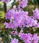 Rhododendron 'Praecox' - Rhododendron 'Praecox'