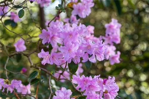 Rhododendron 'Praecox' - Rhododendron 'Praecox'