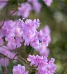 Rhododendron 'Praecox' - Rhododendron 'Praecox'