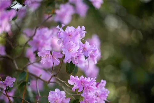 Rhododendron 'Praecox' - Rhododendron 'Praecox'