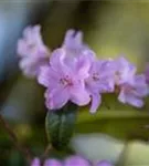 Rhododendron 'Praecox' - Rhododendron 'Praecox'