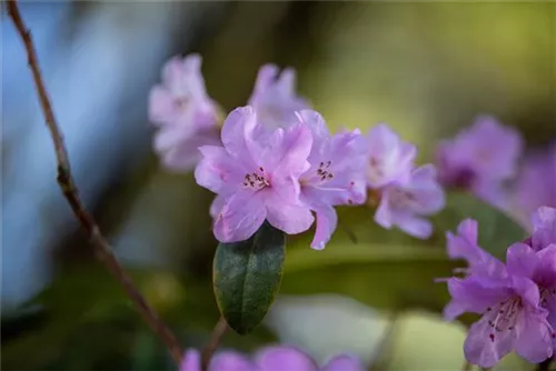 Rhododendron 'Praecox' - Rhododendron 'Praecox'