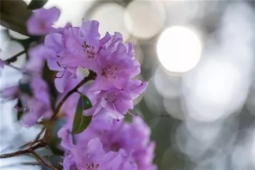 Rhododendron 'Praecox' - Rhododendron 'Praecox'