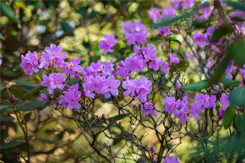 Rhododendron 'Praecox' - Rhododendron 'Praecox'