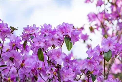 Rhododendron 'Praecox' - Rhododendron 'Praecox'