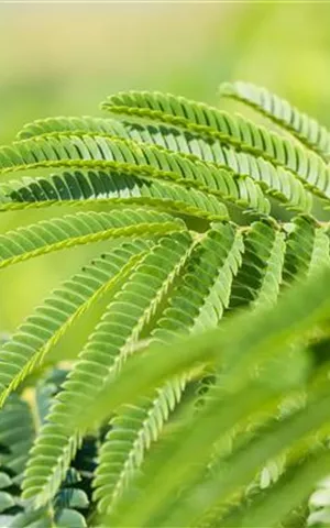 Albizia julibrissin