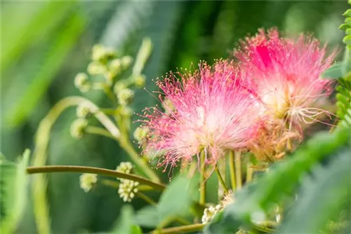 Seidenbaum, Schlafbaum - Albizia julibrissin