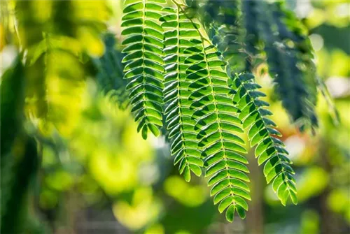 Seidenbaum, Schlafbaum - Albizia julibrissin