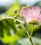 Seidenbaum, Schlafbaum - Albizia julibrissin