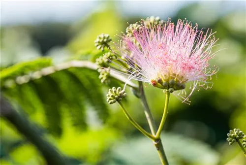 Seidenbaum, Schlafbaum - Albizia julibrissin