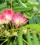 Seidenbaum, Schlafbaum - Albizia julibrissin