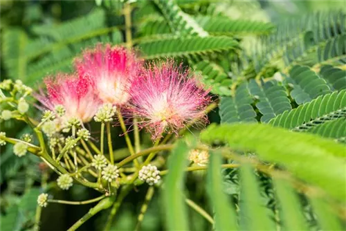 Seidenbaum, Schlafbaum - Albizia julibrissin