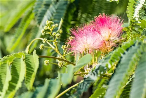 Seidenbaum, Schlafbaum - Albizia julibrissin