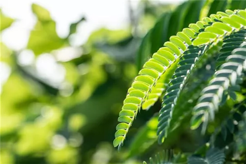 Seidenbaum, Schlafbaum - Albizia julibrissin