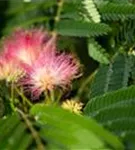 Seidenbaum, Schlafbaum - Albizia julibrissin