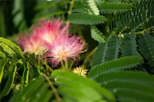 Seidenbaum, Schlafbaum - Albizia julibrissin