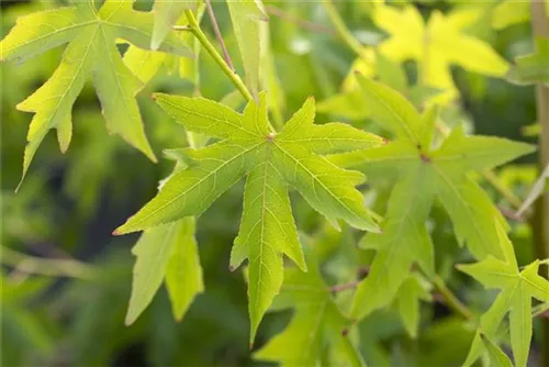 Amberbaum 'Worplesdon' - Liquidambar styraciflua 'Worplesdon' - Ziergehölze