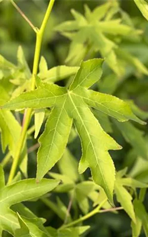 Liquidambar styraciflua 'Worplesdon' - Formgehölze